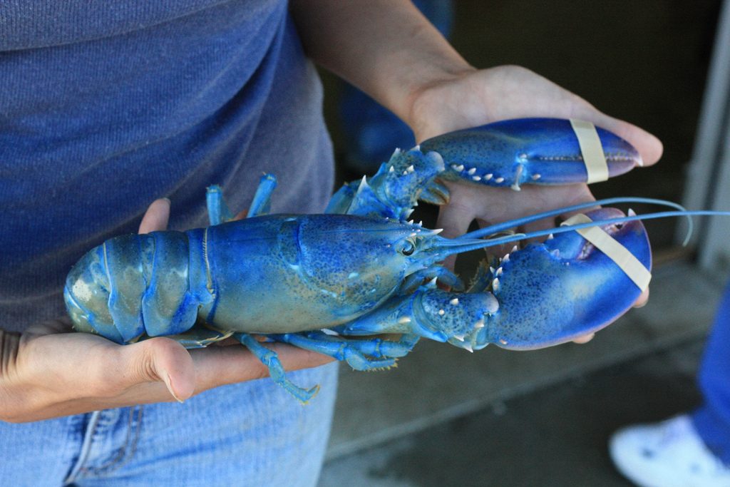 Photo of blue lobster: Richard Wood/Flickr