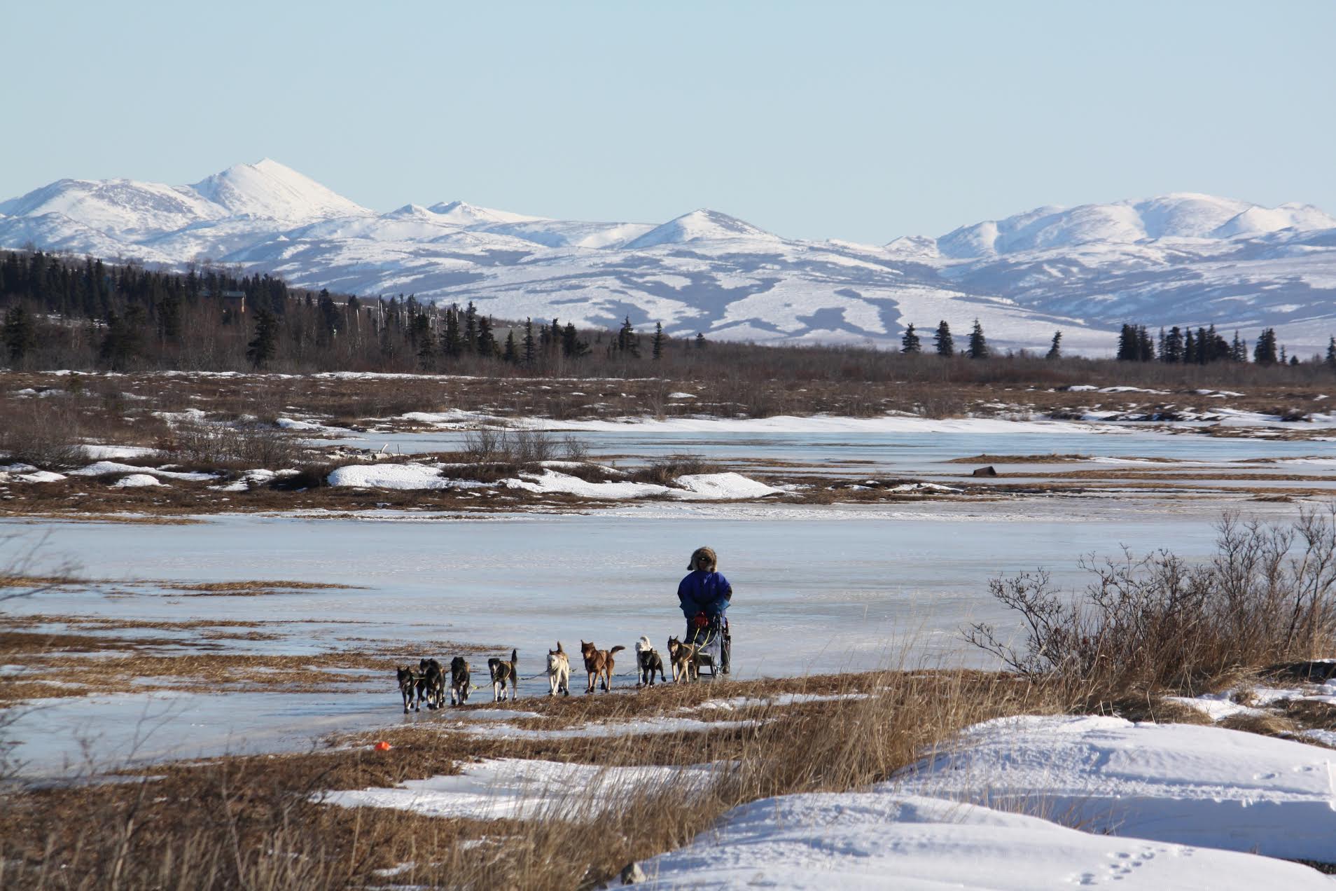 The lack of snowfall has hampered racers in the Iditarod as well as made hunting and travel between villages difficult. Photo by Fisher Dill